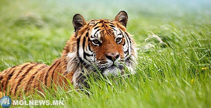 10. Какие из видов тигра водятся на территории России? география, россия, тест