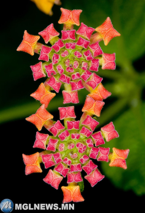 7. Эти цветы похожи на богато украшенный ковёр природа, растения, симметрия