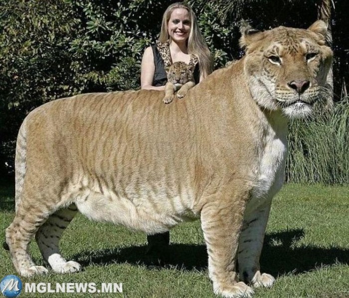 Самая большая дика кошка. Самые большие животные, животные, рекорды