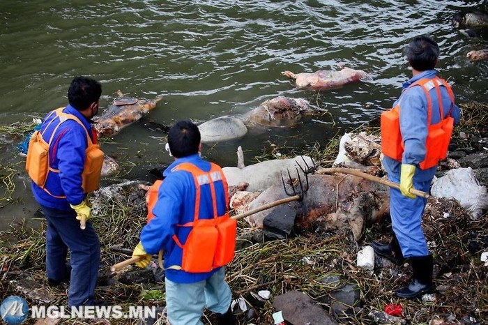 22. Более 3000 мертвых свиней в реке Хуанпу, Китай загрязнение, мир, фото