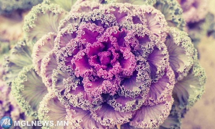 33. Фиолетовый капустный фрактал природа, растения, симметрия