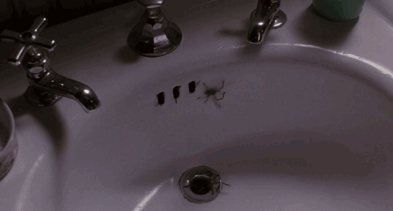 Арахнофибия, пауки