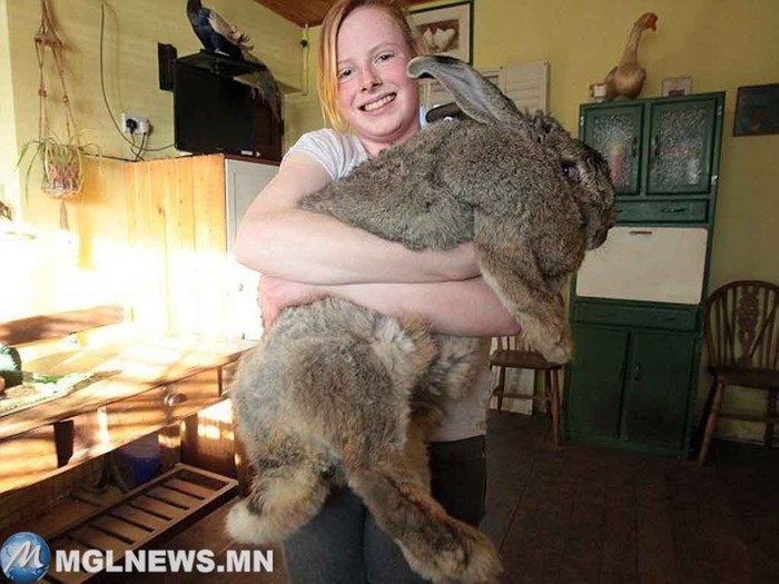 Самый большой кролик. Самые большие животные, животные, рекорды