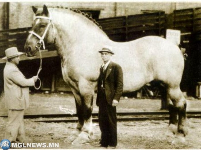 Самая большая лошадь. Самые большие животные, животные, рекорды