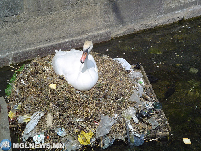 21. Гнездо из мусора загрязнение, мир, фото
