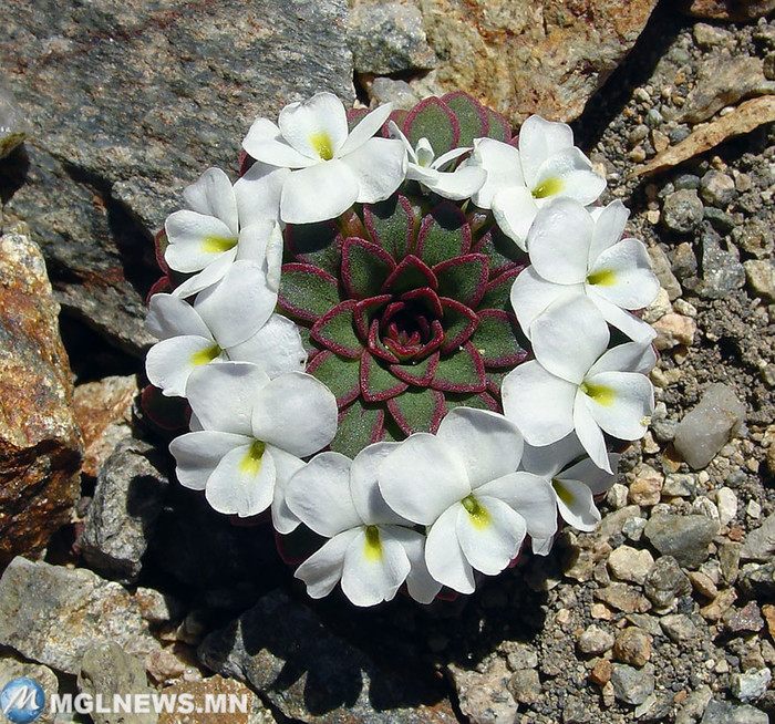 15. Вид фиалки (Viola sacculus) природа, растения, симметрия