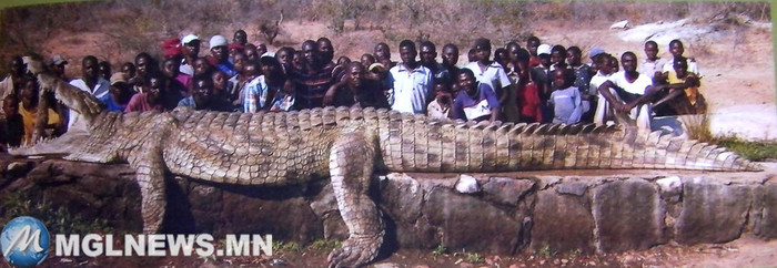 Самый большой крокодил. Самые большие животные, животные, рекорды