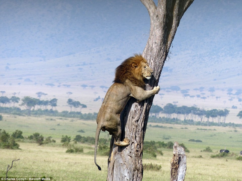 В Кении лев спасался от буйволов на дереве животные, лев