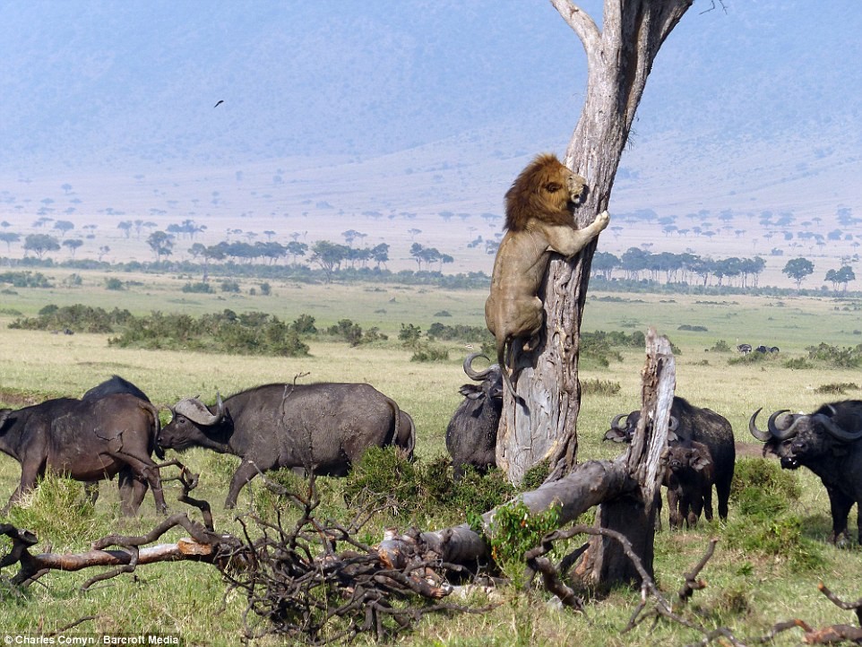 В Кении лев спасался от буйволов на дереве животные, лев