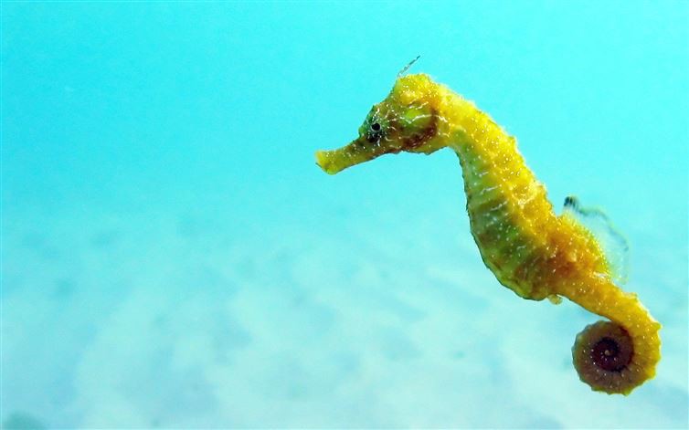 19. Seahorses don't have stomachs. They only have intestines for the absorption of nutrients from food. fact, science
