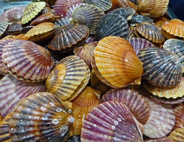 3. Scallops have as many as 100 simple eyes that are frequently blue. fact, science