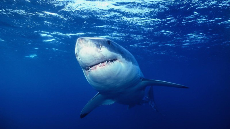 14. Sharks can live to be 100 years old. fact, science